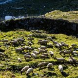 Deux députées vaudoises s'inquiètent d'un été "sous haute tension" sur les alpages en raison des attaques de loup (photo d'illustration).